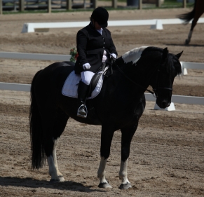 haflinger haflingers dressage ahr dorset dorsets sheep lamb lambs chickens plymouth rock rocks columbian barred silver penciled honeybees honey bees nucs german shepherds border collies michigan akc abca lesperance glaurung mi ohio oh